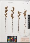 Foto von Salix caprea L. x Salix purpurea L.